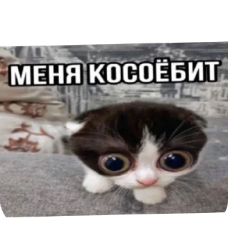 🐱 emoji Плывите сосиски Telegram sticker 10 of 15