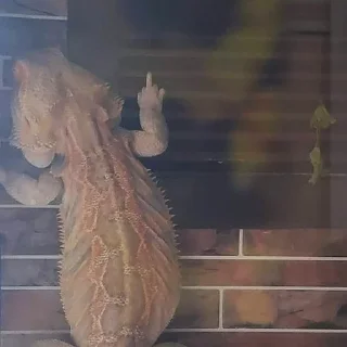 🖕 emoji bearded dragon Telegram sticker 8 of 35