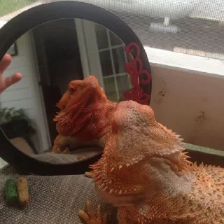 🤩 emoji bearded dragon Telegram sticker 14 of 35