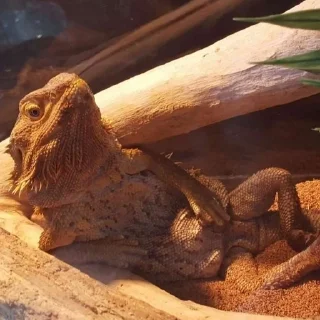 😏 emoji bearded dragon Telegram sticker 24 of 35