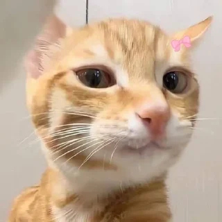 🎀 emoji оуу еес) Telegram sticker 18 of 51