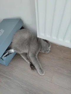 🌟 emoji Back Blue Hare Telegram sticker 16 of 29