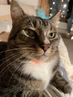 🤨 emoji Чмоньки котятки Telegram sticker 17 of 51