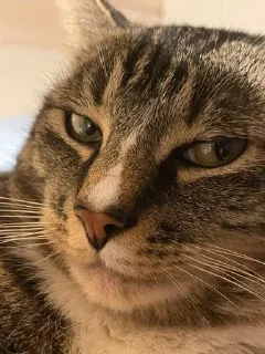 😎 emoji Чмоньки котятки Telegram sticker 8 of 51