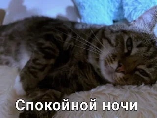 😴 emoji Чмоньки котятки Telegram sticker 18 of 51