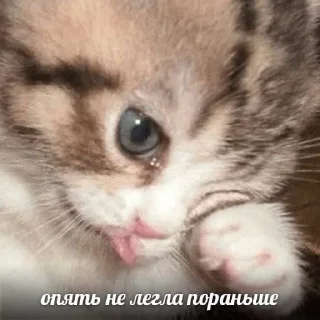 🌟 emoji Pussycats Telegram sticker 11 of 90