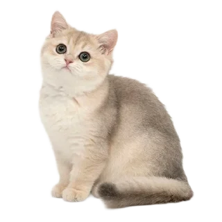 🐈 emoji ໒ ꒱ киттики @ra1nymorning ☁️ ა Telegram sticker 10 of 20
