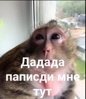 Sticker from Обычный Пак @CoddyOrbit