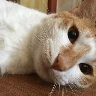🥺 emoji сунидунидори для 🥣 Telegram sticker 13 of 36