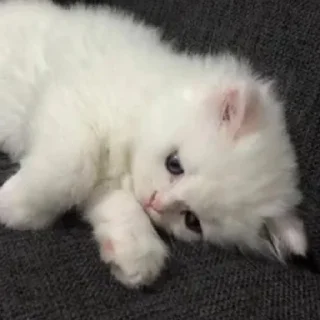 Sticker from Котики<3