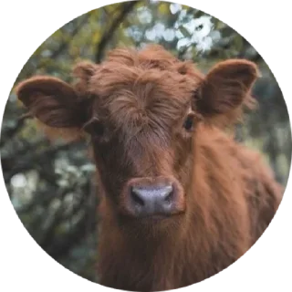 🥺 emoji cow Telegram sticker 8 of 30