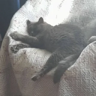 😴 emoji БАСЯ ЖОСКИ Telegram sticker 2 of 15