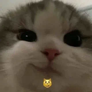 🎀 emoji киттики Telegram sticker 19 of 38
