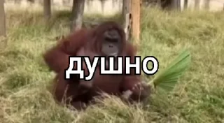 🌟 emoji РОССИЯ, от @Hgf_newfegas Telegram sticker 14 of 53