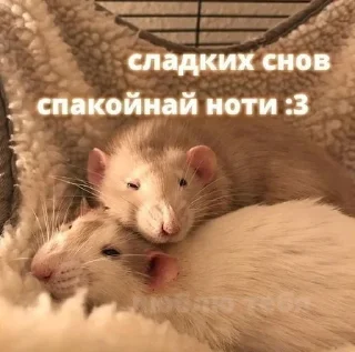 Sticker from животные кьют