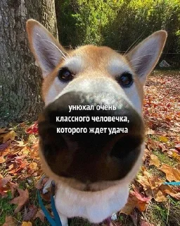 🌟 emoji Животные мемы Telegram sticker 19 of 79