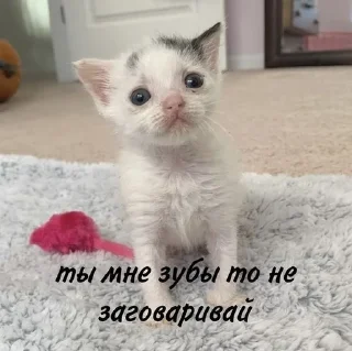 🌟 emoji Животные мемы Telegram sticker 10 of 79