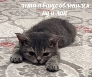 🌟 emoji Животные мемы Telegram sticker 18 of 79