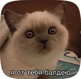 Sticker from meow