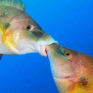 🐟 emoji Рыбы читалки Telegram sticker 20 of 67