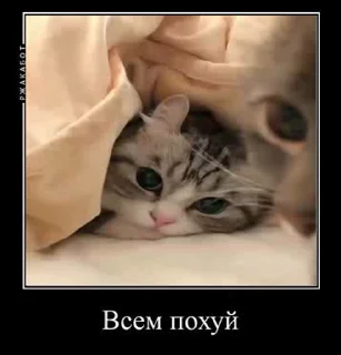😶 emoji Демотиваторный Котек Telegram sticker 10 of 51
