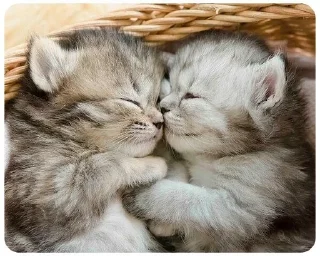 🐱 emoji LITTLE KITTENS 2 @Cathouse_mrr Telegram sticker 6 of 26