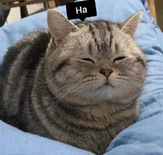 🐱 emoji LITTLE KITTENS 2 @Cathouse_mrr Telegram sticker 20 of 26