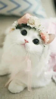 🐱 emoji LITTLE KITTENS 2 @Cathouse_mrr Telegram sticker 11 of 26