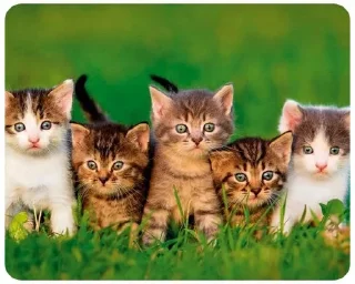 🐱 emoji LITTLE KITTENS @KOTIK_18058 Telegram sticker 11 of 21