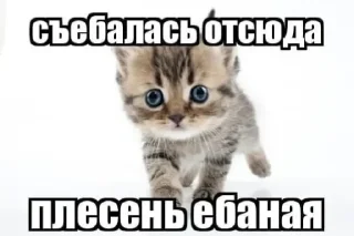 🐈 emoji 🧡люблю любить пиздец🥞 @amare_shit Telegram sticker 11 of 51
