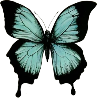 Sticker from butterflies ?? butterflies.
