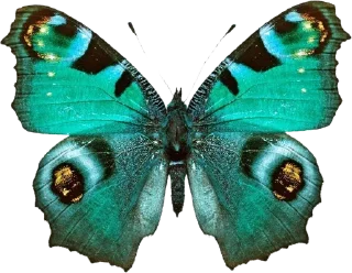 🎟️ emoji butterflies ?? butterflies. Telegram sticker 6 of 15