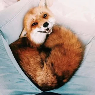 🤗 emoji Лисички Telegram sticker 21 of 70