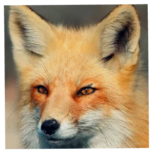😑 emoji Лисички Telegram sticker 20 of 70