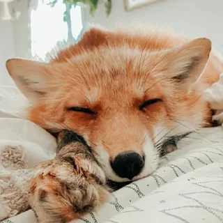 😌 emoji Лисички Telegram sticker 8 of 70