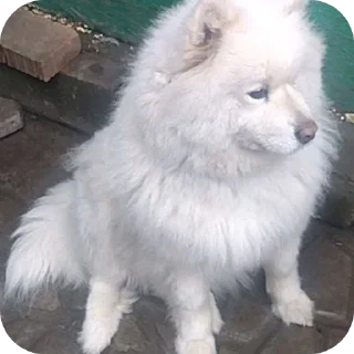 🐶 emoji Горшки в жопе Telegram sticker 17 of 39