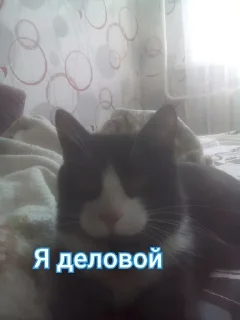 Sticker from My cats
