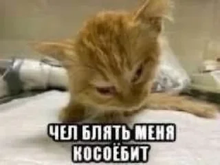 🤩 emoji котики и немного мусора Telegram sticker 14 of 72