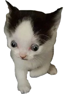😮 emoji башкирский мёд оптом Telegram sticker 5 of 98