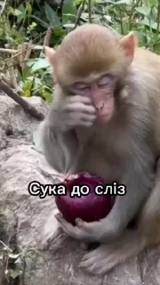 😢 emoji Їбучі мавпи Telegram sticker 16 of 74