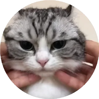 🤗 emoji Round Komaru • @TgStickery Telegram sticker 5 of 50