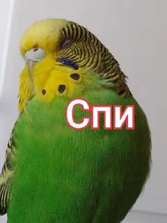 Sticker from Волнистик Вася