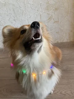 🤩 emoji Дея Telegram sticker 10 of 15