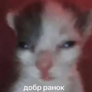 🥶 emoji @slavaukraini01 з днем незалежності Telegram sticker 6 of 43