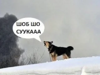 🤨 emoji Імба Telegram sticker 23 of 47
