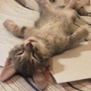 💤 emoji кіценятка Telegram sticker 17 of 45