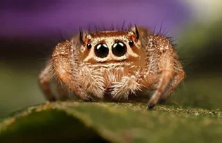🥺 emoji Jumping Spiders (Salticidae) Telegram sticker 8 of 15