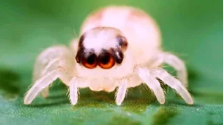 🌟 emoji Jumping Spiders (Salticidae) Telegram sticker 9 of 15