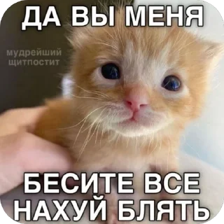 Sticker from Вау мяу