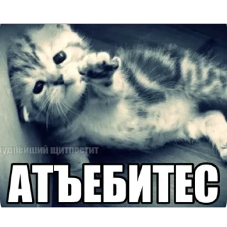 Sticker from Вау мяу
